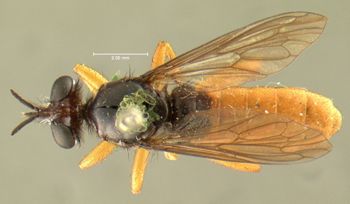 Media type: image;   Entomology 12836 Aspect: habitus dorsal view